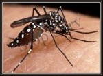 dengue