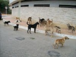 cachorrada-11