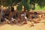 cachorrada