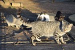 gatos de rua