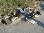 gatos de ruas 1