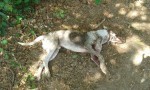 cachorro morto