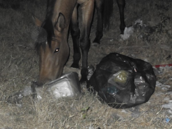 cavalo lixo 3