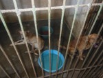 zoonose cachorros