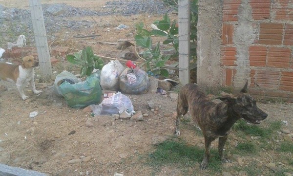cachorros soltos