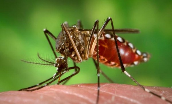 zika