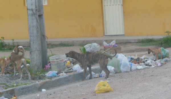 cachorro lixo