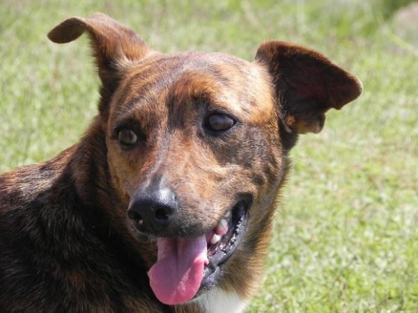 cachorro-suf-2