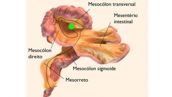 mesenterio1