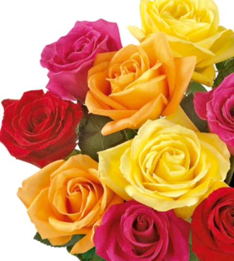 rosas 3