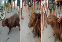 Polícia identifica suspeitos de matar capivara para fazer churrasco, em Fortaleza.
