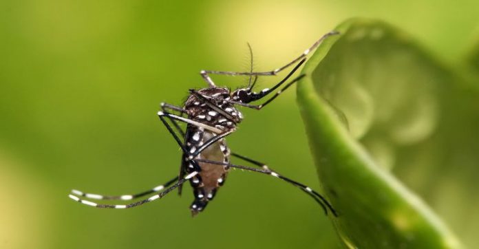 saude_dengue_casos