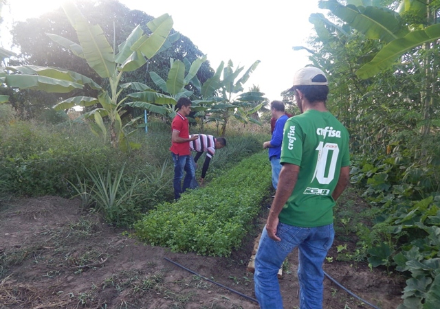 vz organico 2