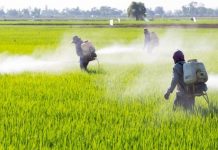 Deputada Cida Ramos apresenta Projeto de Lei que proíbe uso de agrotóxicos na Paraíba