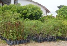 Em Caucaia Viveiro é criado na sede do Imac para atender a demandas de arborização e paisagismo