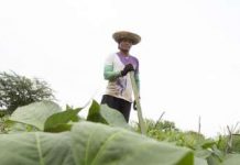 Produtores no Cariri combatem lagarta do milho com uso de bioinseticida Bt
