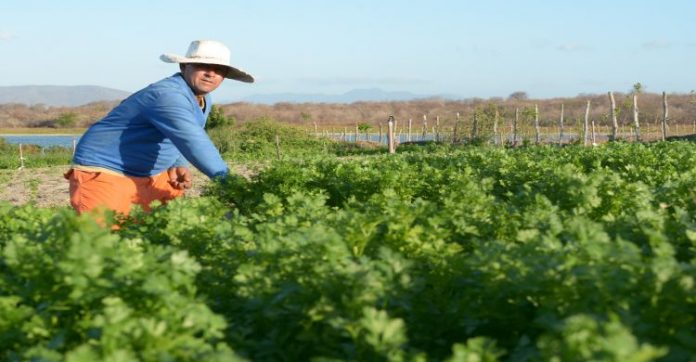 649 agricultores de Caucaia aderem ao Garantia Safra 2020