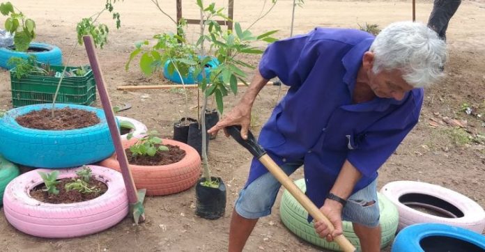 Pabussu ganha jardim e horta medicinal onde antes era ponto de lixo