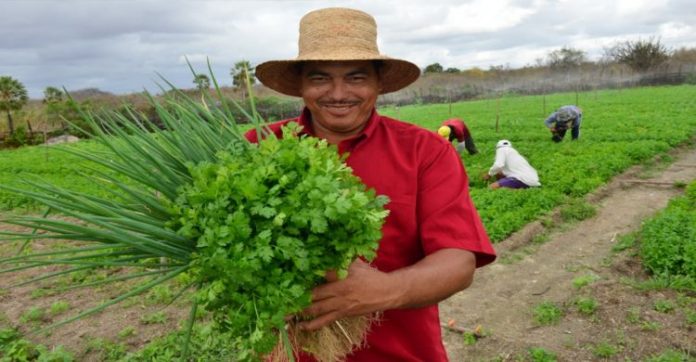semente_agricultura