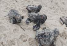 Em Caucaia, IMAC registra o nascimento de 120 tartarugas na Barra do Cauípe