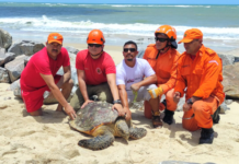 IMAC/ Caucaia realiza resgate de tartaruga marinha de 60kg na praia da Tabuba