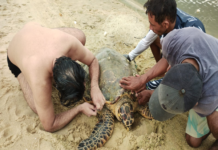 Tartaruga de pente é resgatada na praia do Cauípe