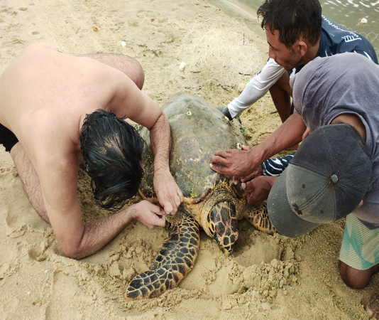 Tartaruga de pente é resgatada na praia do Cauípe