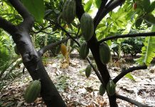 Ceará aposta no crescimento da produção de cacau fino no interior do estado, revela SDE