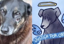 Morte do Cão Orelha: A RBPC divulga nota de pesar, repúdio e pedido de justiça